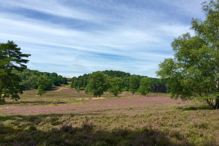 Die acht Kilometer lange tarumhafte Rundtour auf dem Kamm der Fischbeker Heide bietet die wohl beste Möglichkeit die Heidefläche mit all ihren einmaligen Aussichten zu erkunden.