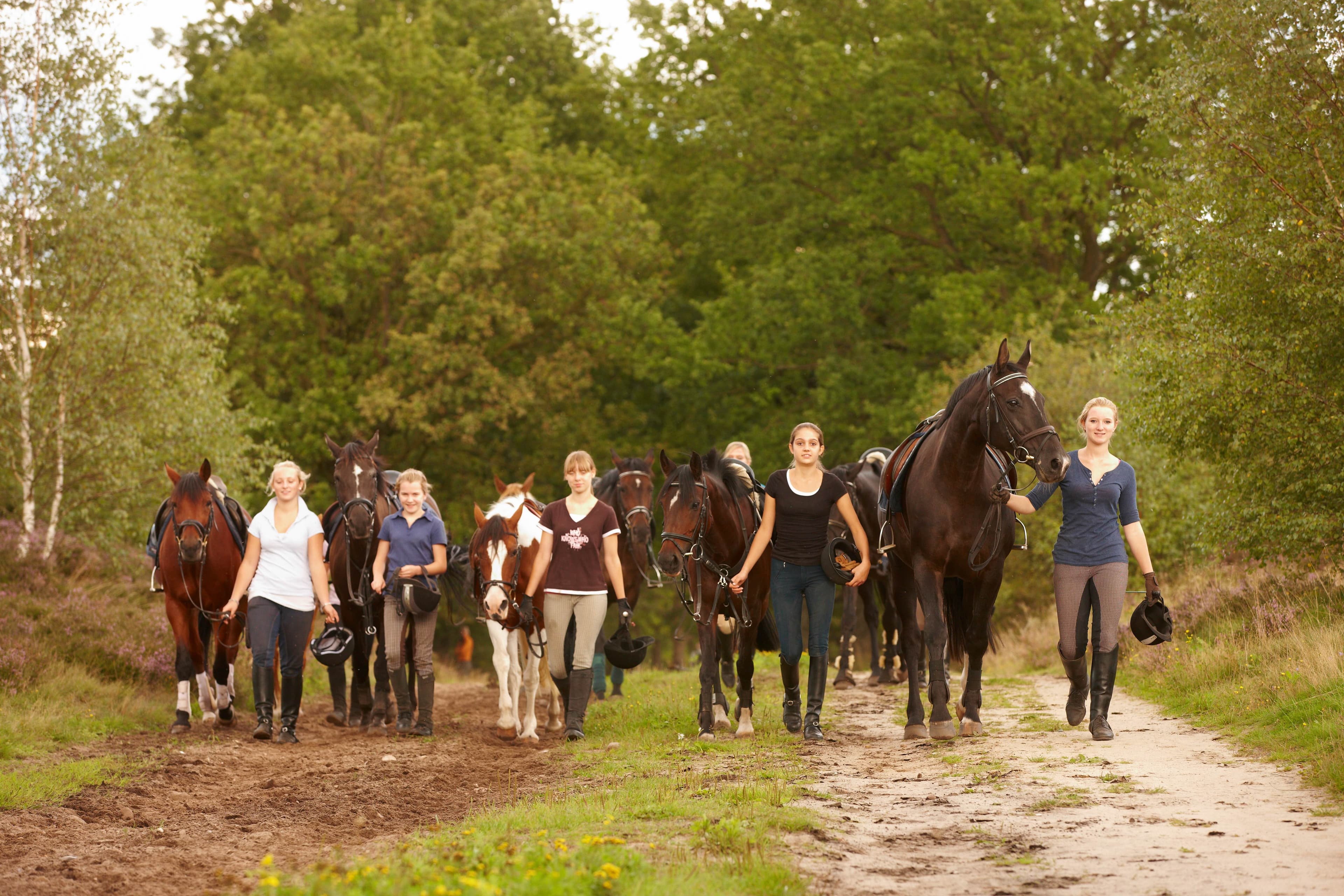 fünf Reiterinnen führen ihre Pferde durch die Heide