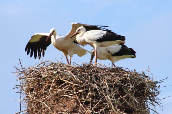 der Radweg Storchenroute Lüneburger Heide zeigt viele storchennester