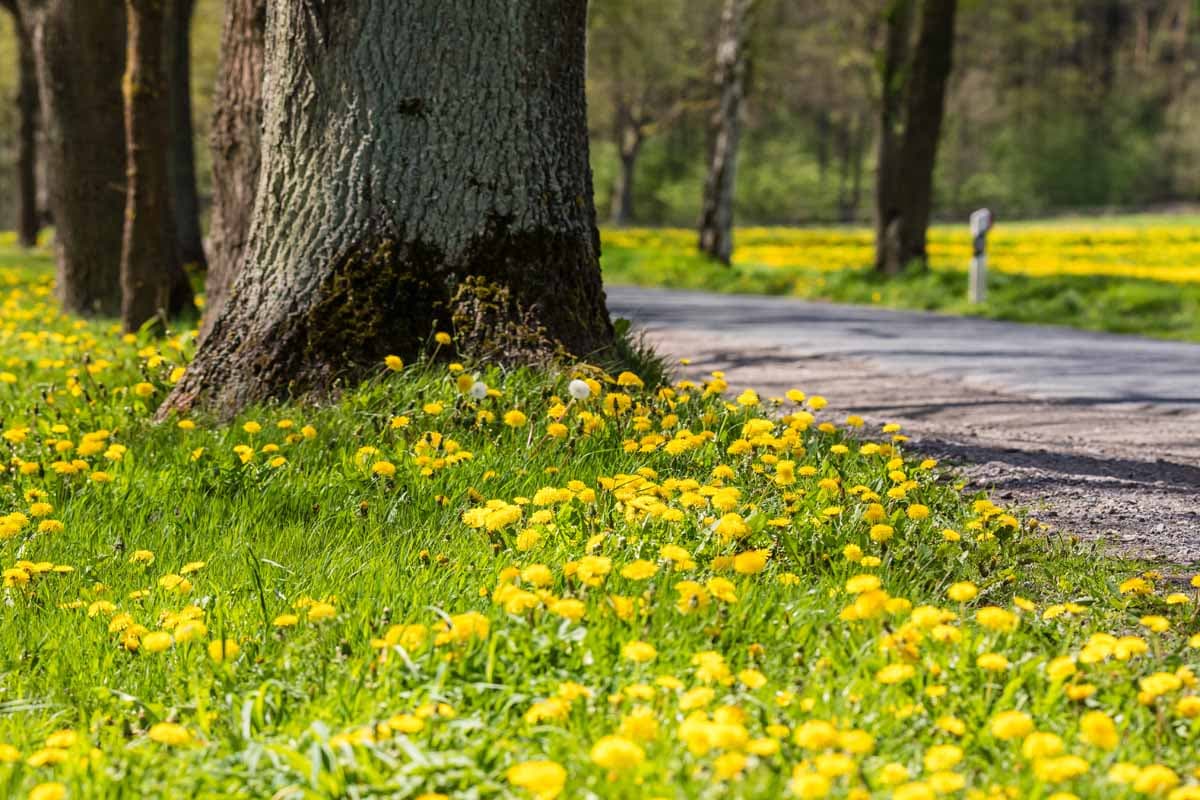Frühling auf dem Seeve-Radweg