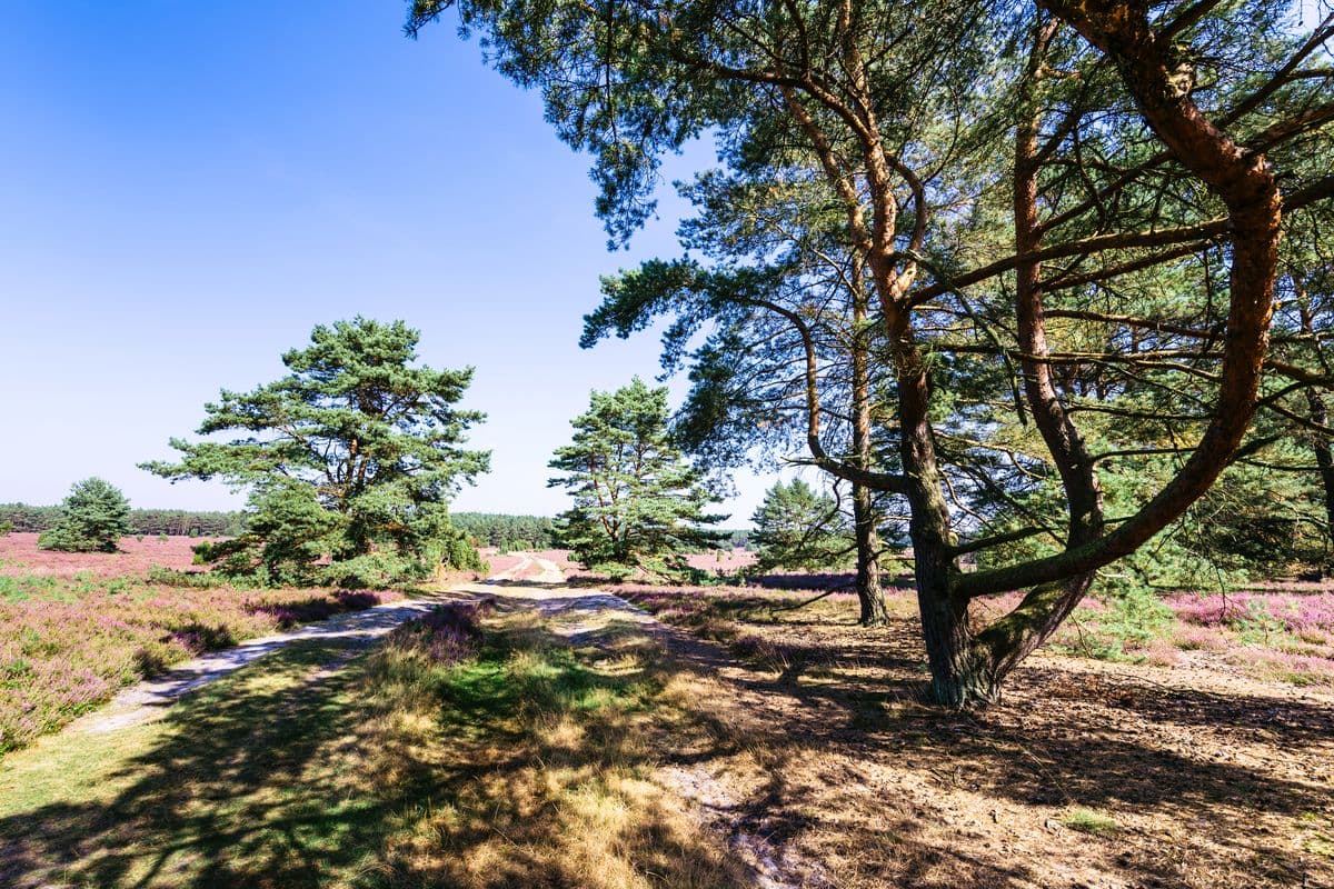 hausselberg, mueden, naturpark suedheide