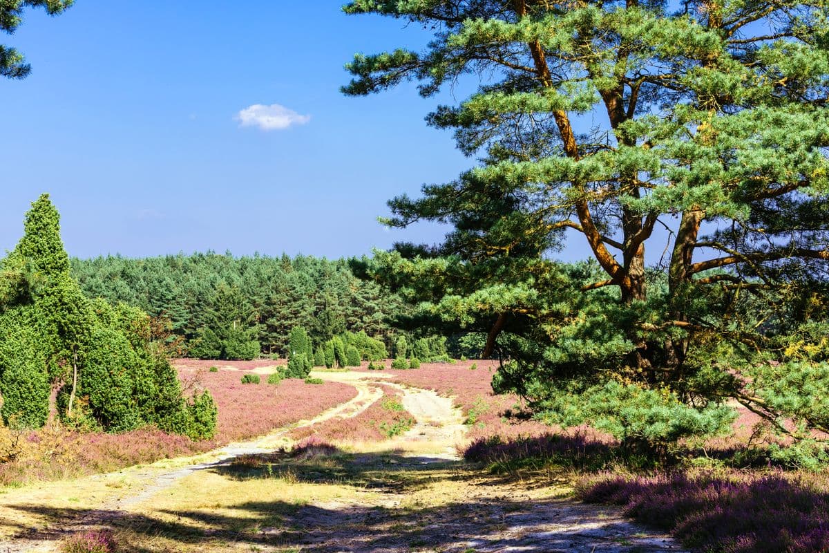 hausselberg, mueden, naturpark suedheide