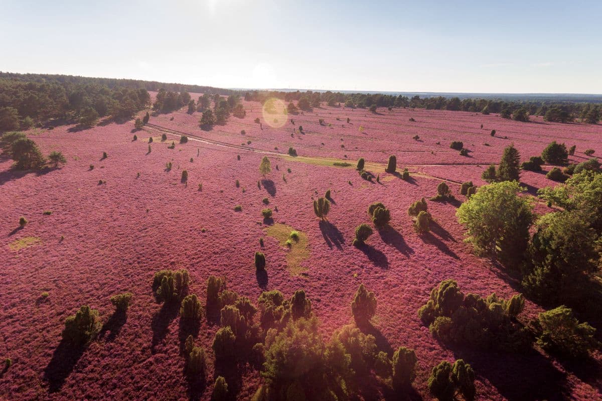 Heidefläche am Hausselberg bei Müden (Örtze), Naturpark Südheide