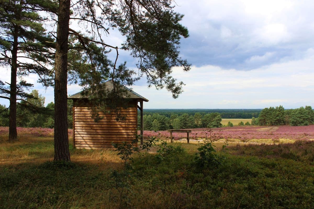 Heidefläche am Hausselberg bei Müden (Örtze), Hermannsburg, Naturpark Südheide
