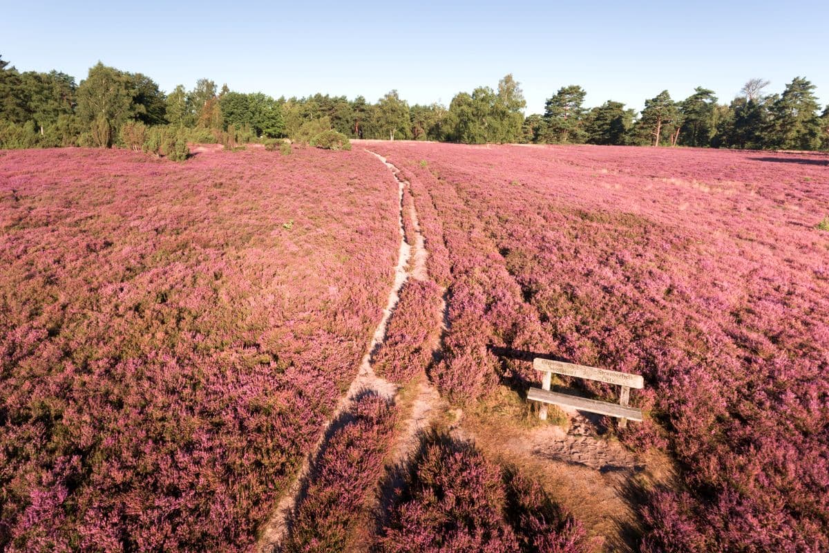 Blühende Heide am Wietzer Berg bei Müden