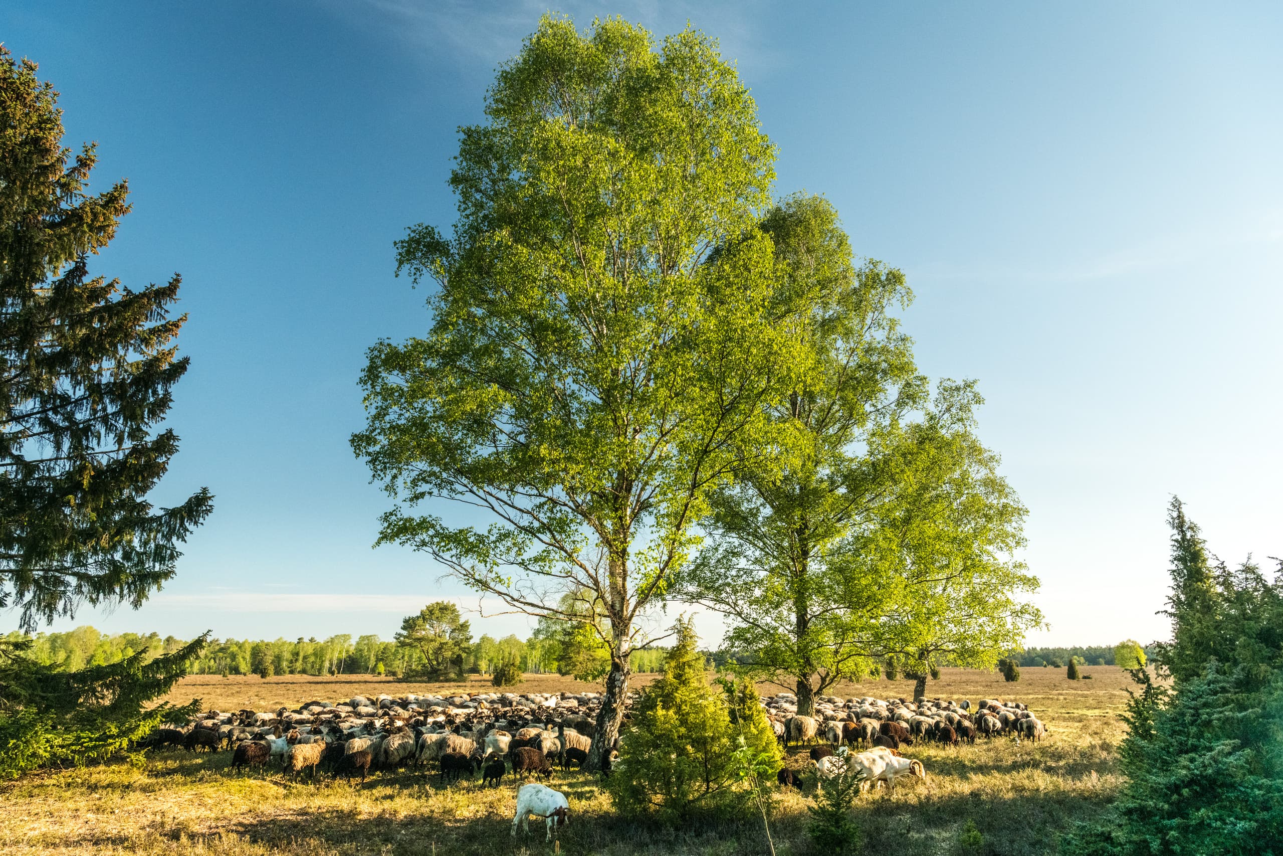 Oberoher Heide bei Müden (Örtze) Heidschnuckenweg Wandern