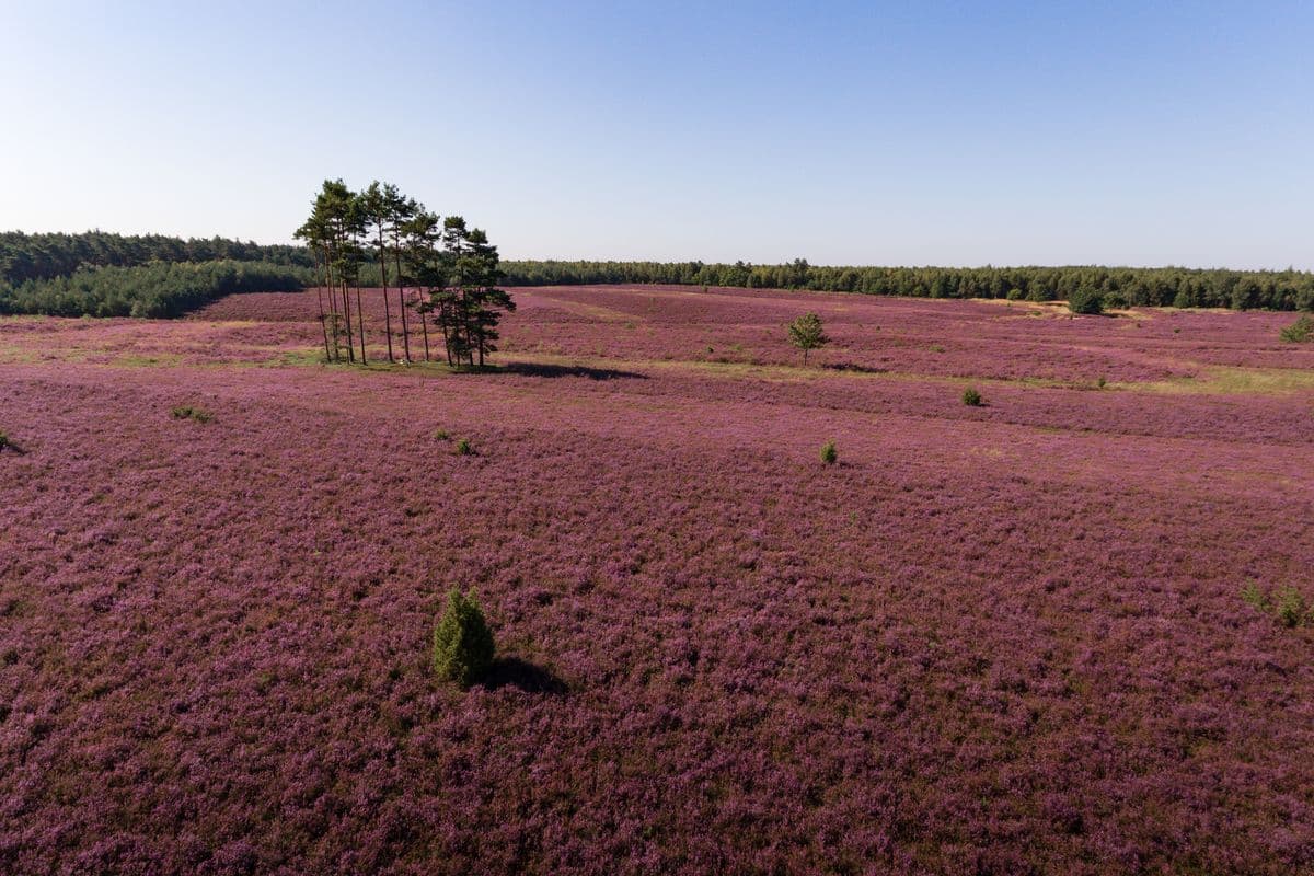 Misselhorner Heide in der Heideblüte