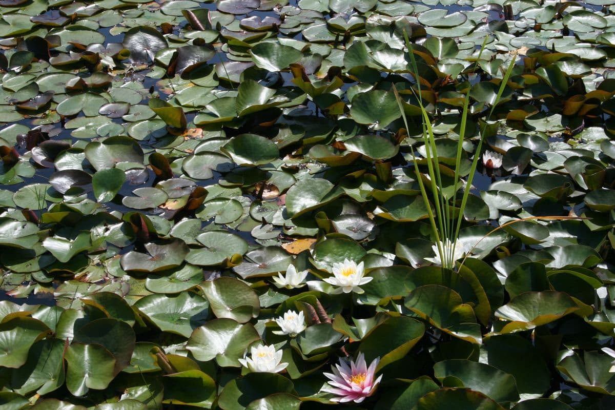 Aschauteiche bei Eschede