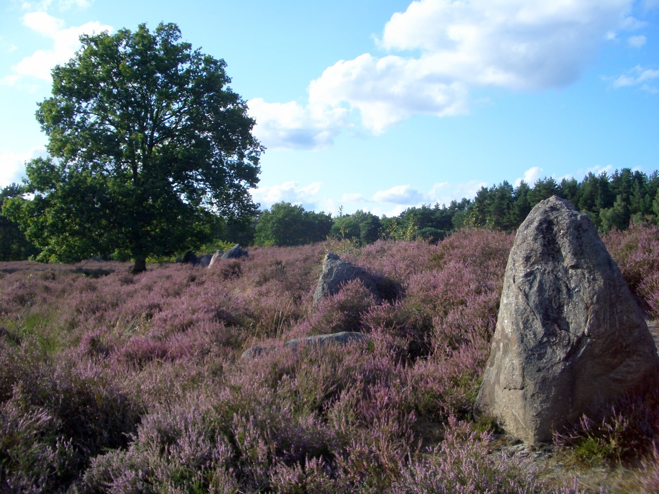 Oldendorfer Totenstatt in Oldendorf (Luhe)