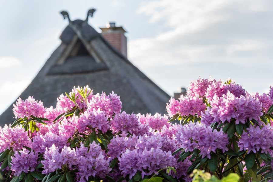 Wenn die Natur im Frühling erwacht, wandert man auf dem Heidschnuckenweg