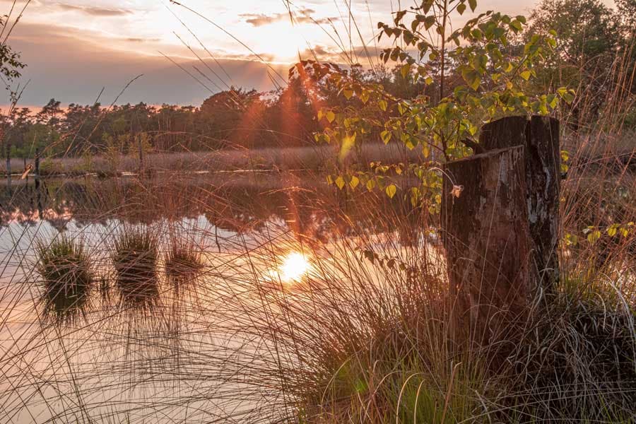 Heidschnuckenweg Schneverdingen