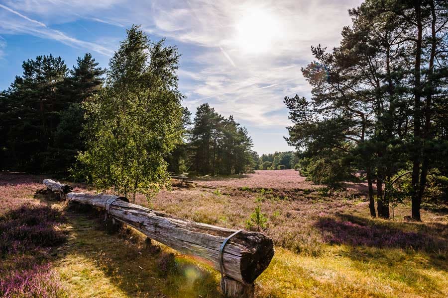 Wandern in der Misselhorner Heide auf dem Heidschnuckenweg