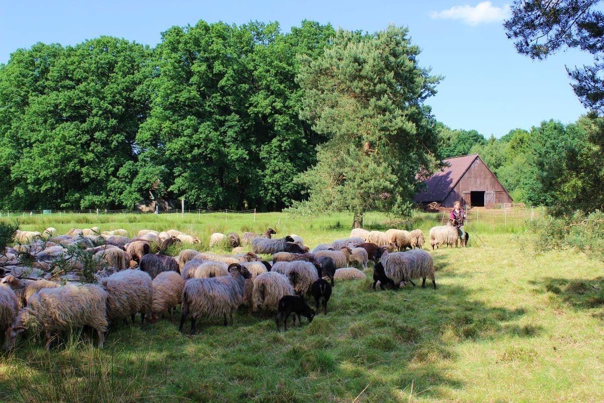 Heidschnucken auf der Misselhorner Heide, Hermannsburg, Naturpark Südheide