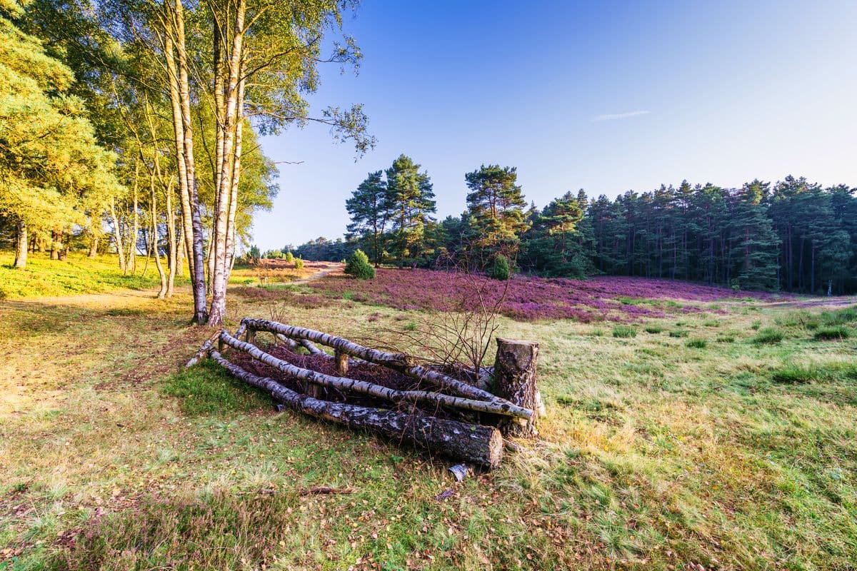 Birken am Tiefental, Misselhorner Heide, Hermannsburg