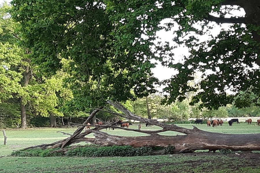 Die Weide liegt zwischen Bauernhöfen