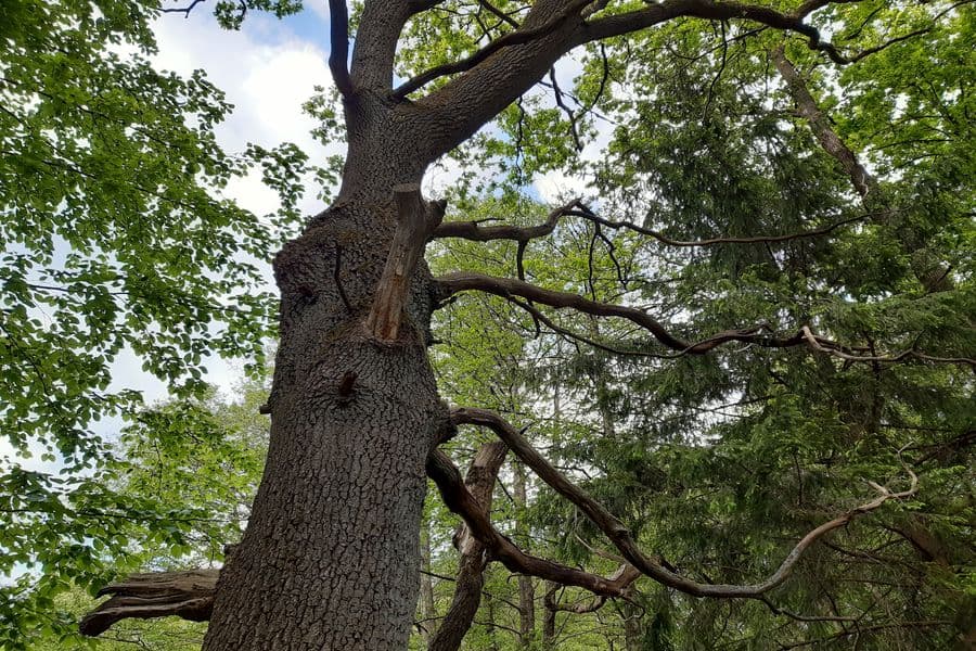 abgestorbene Bäume am Weg