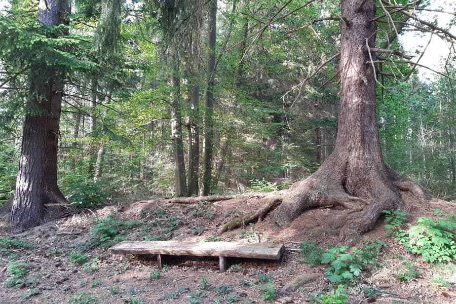 am Fusse der Kiefern