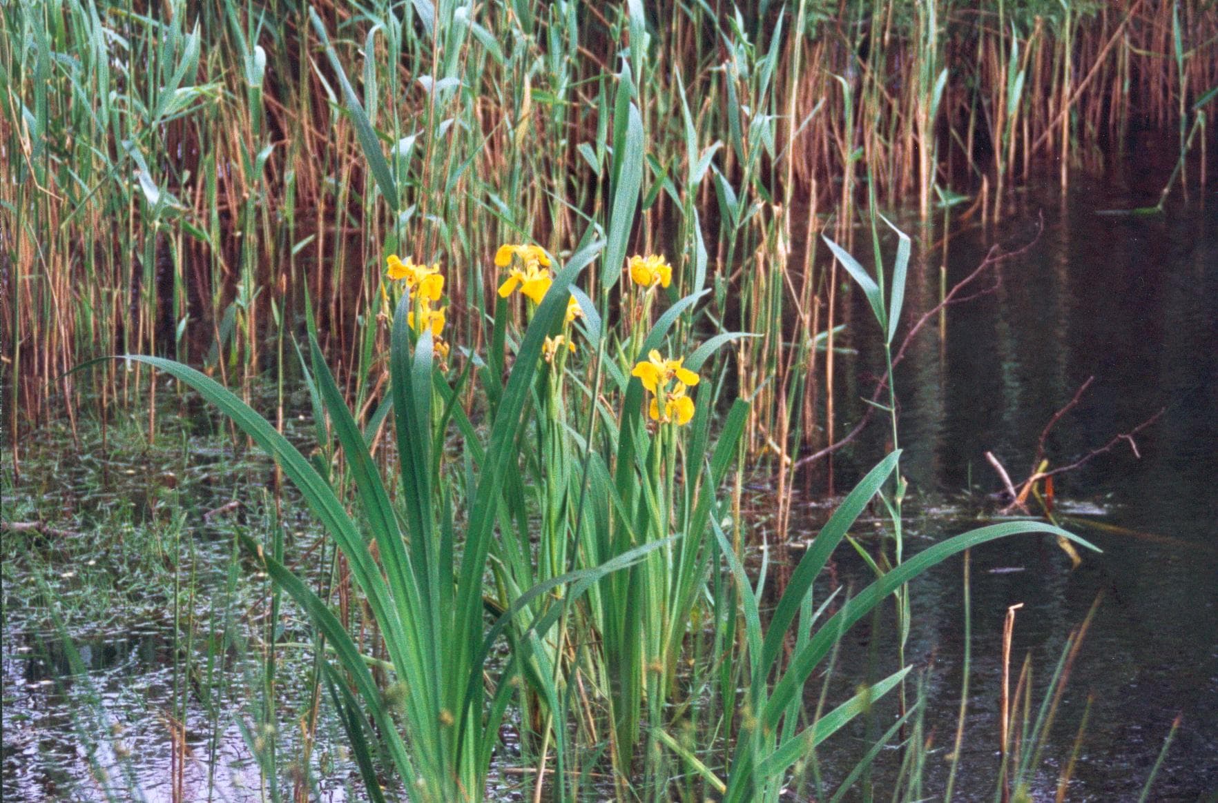 Sumpfschwertlilie Naturpark Südheide