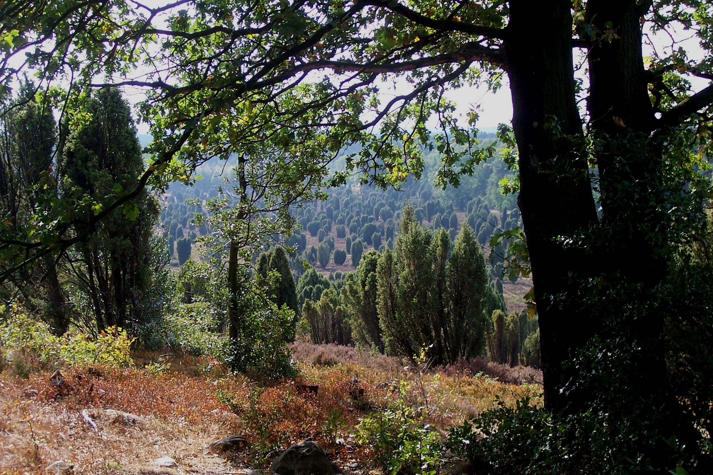 Der Steingrund in der Lüneburger Heide