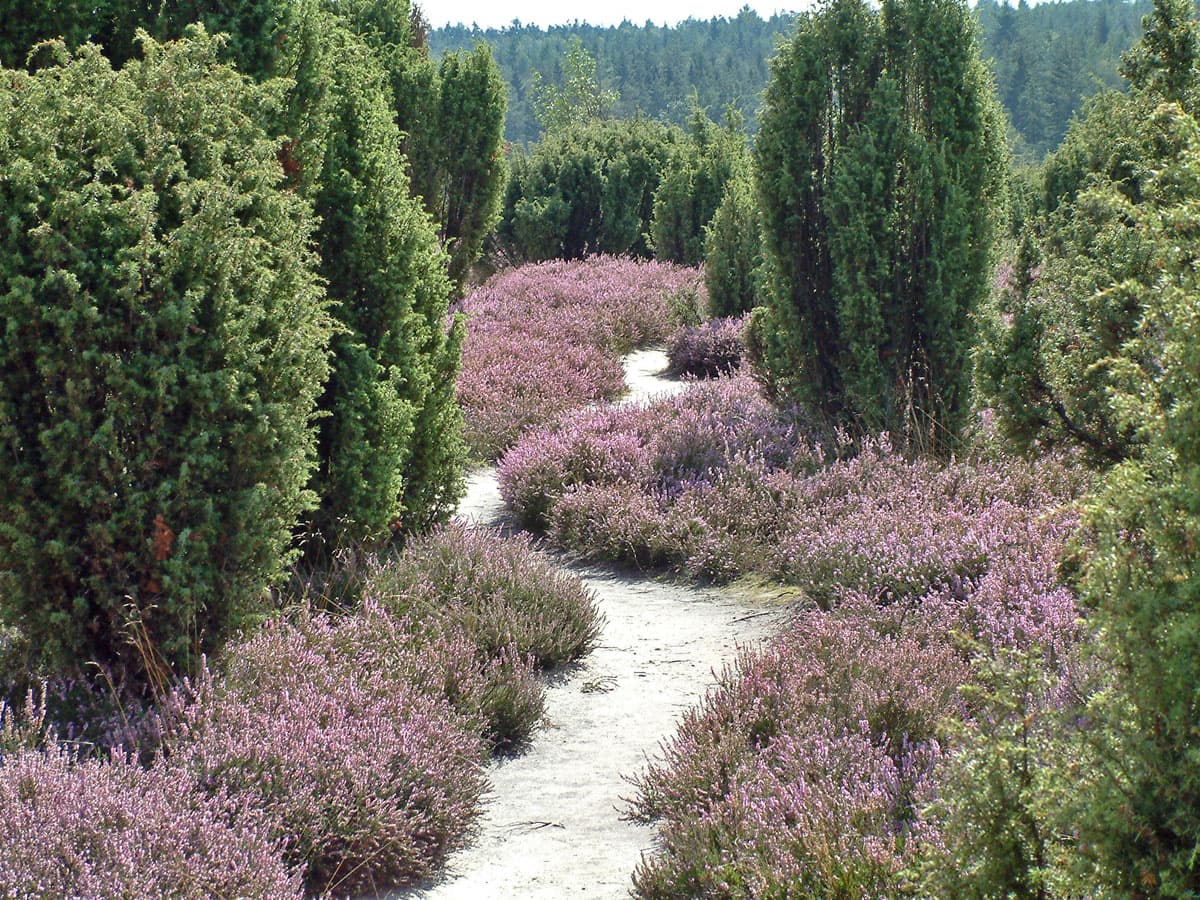 Ellerndorfer Wacholderheide in der Region Uelzen in der Lüneburger Heide