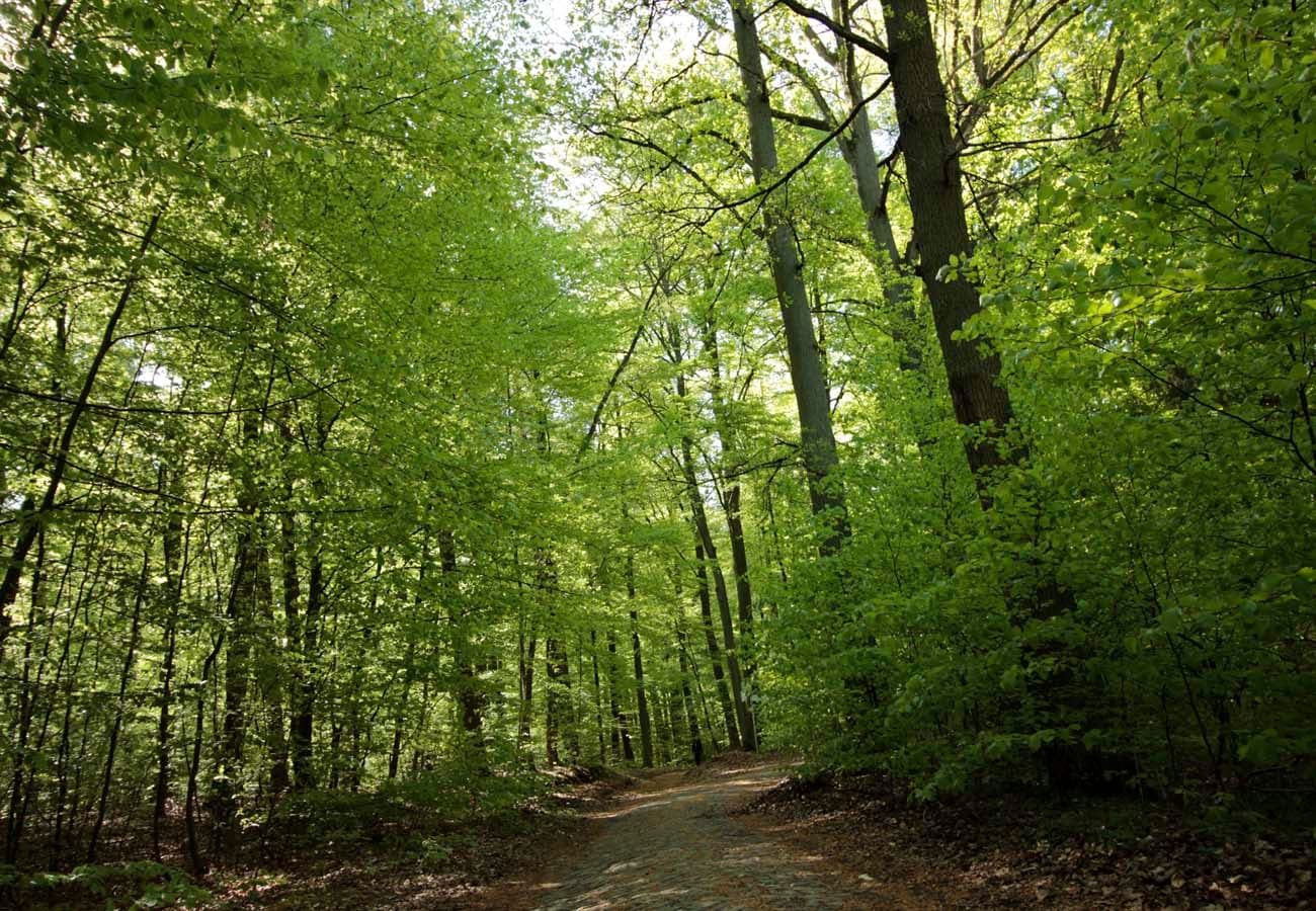 Frühjahrswald in der Region Uelzen