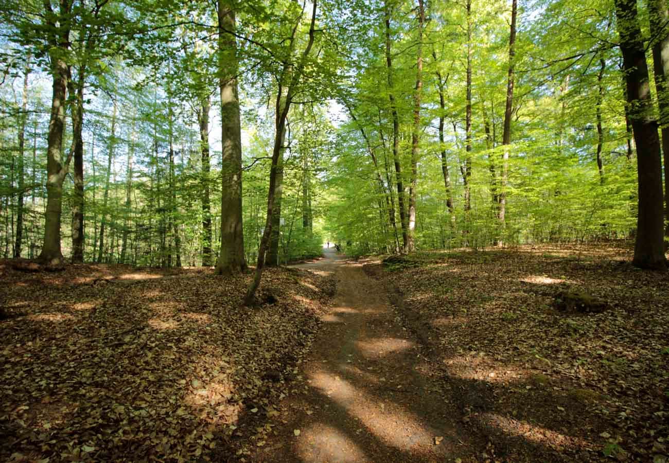 Stadtforst Uelzen in der Heideregion Uelzen Lüneburger Heide