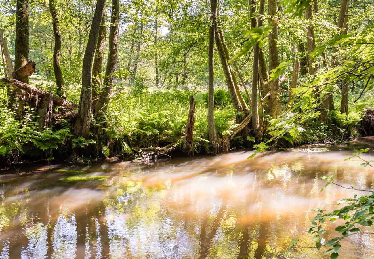 Heidefluss Luhe in der Lüneburger Heide