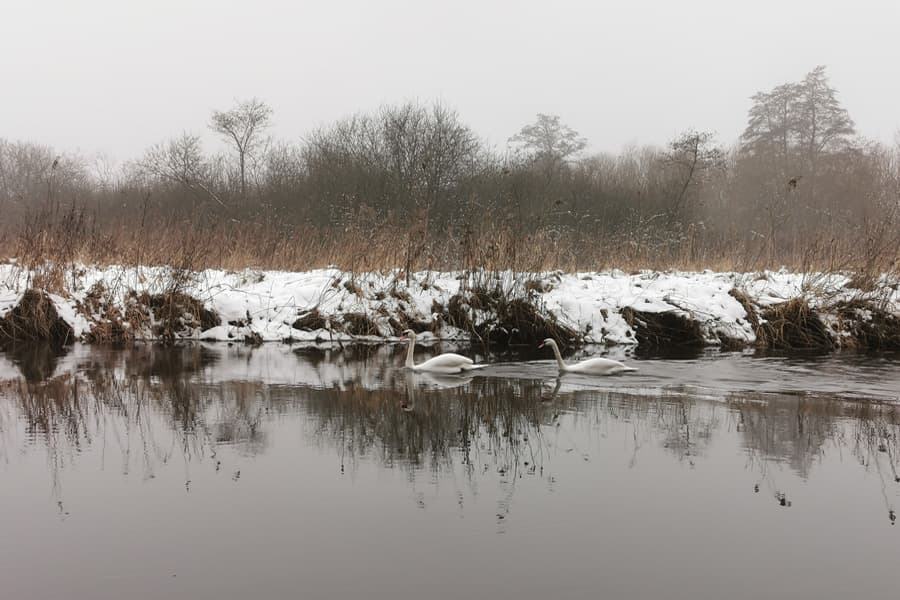 Schwäne auf der Ilmenau , Wasser, Fluss, Schwan