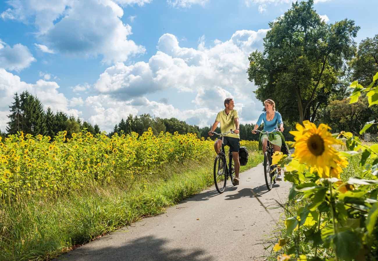 Sonnenblumenfelder schmücken die Radwege in der Lüneburger Heide