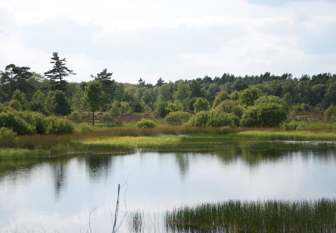 Silvestersee in der Osterheide bei Schnverdingen in der Lüneburger Heide