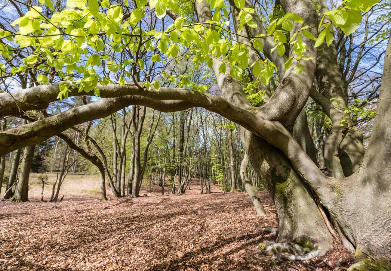 Blick in den Frühjahrswald bei Amelinghausen in der Lüneburger Heide