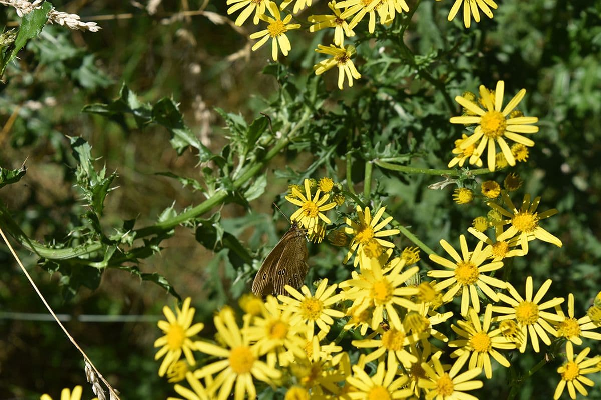 W5- Die Natur in und um Wienhausen