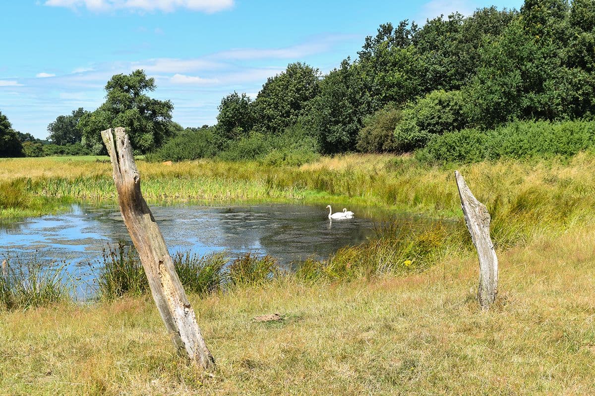 Wanderweg 5 - Schwäne an der Wanderroute
