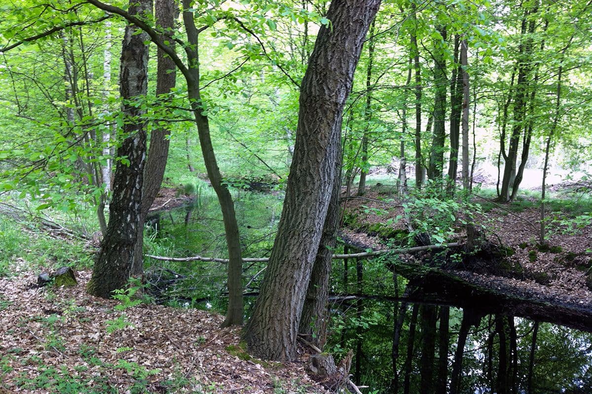 W5- Waldstück bei Sandlingen