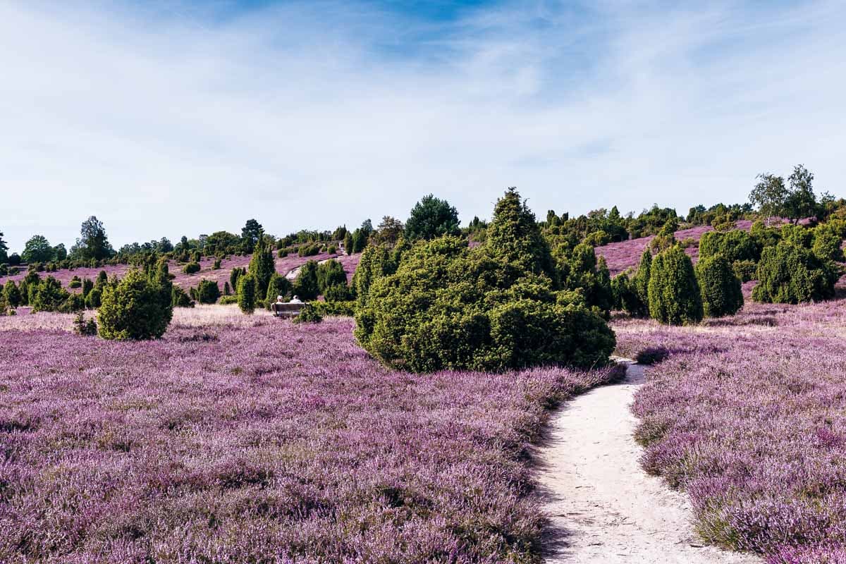 Ellerndorfer Wacholderheide Lüneburger Heide