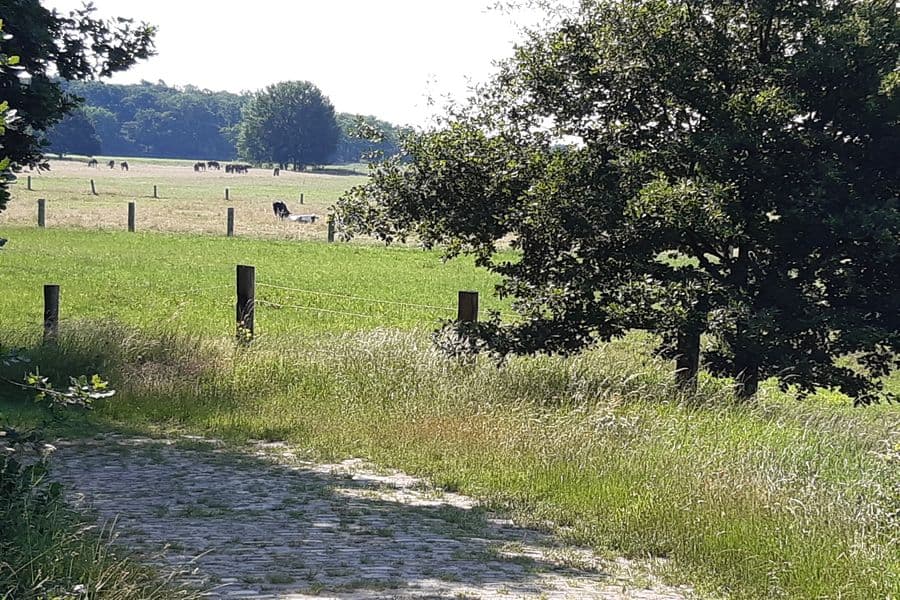 zwischen Wald und Wiese