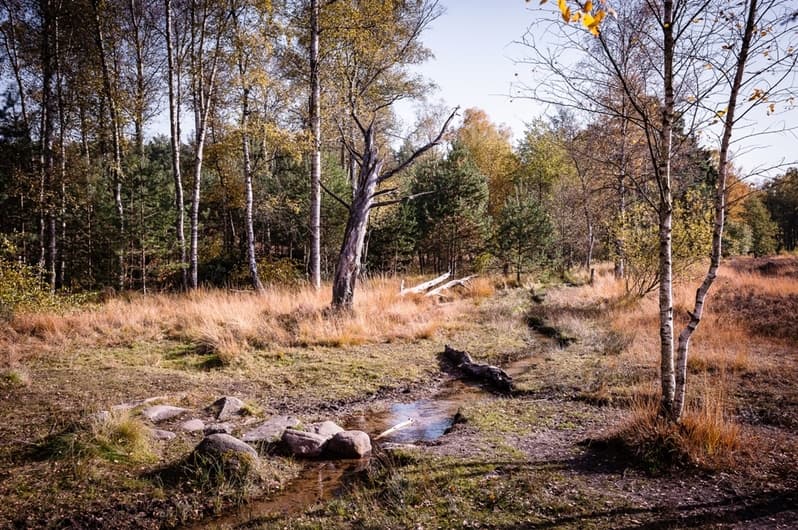 Birken Heide Büsche Moor Herbst Farben Grau Grün Gold