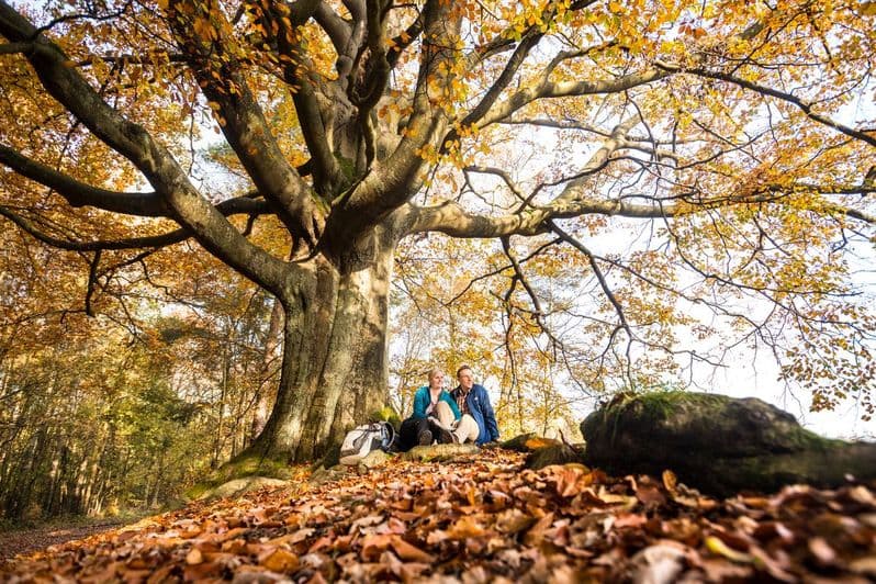 Baum, Laub, Menschen