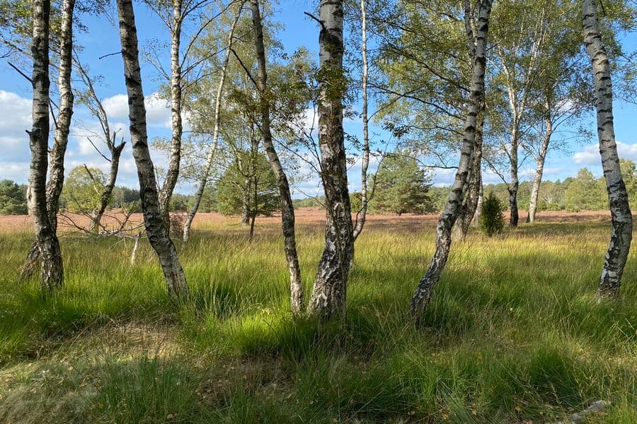 Oberoher Heide im Herbst