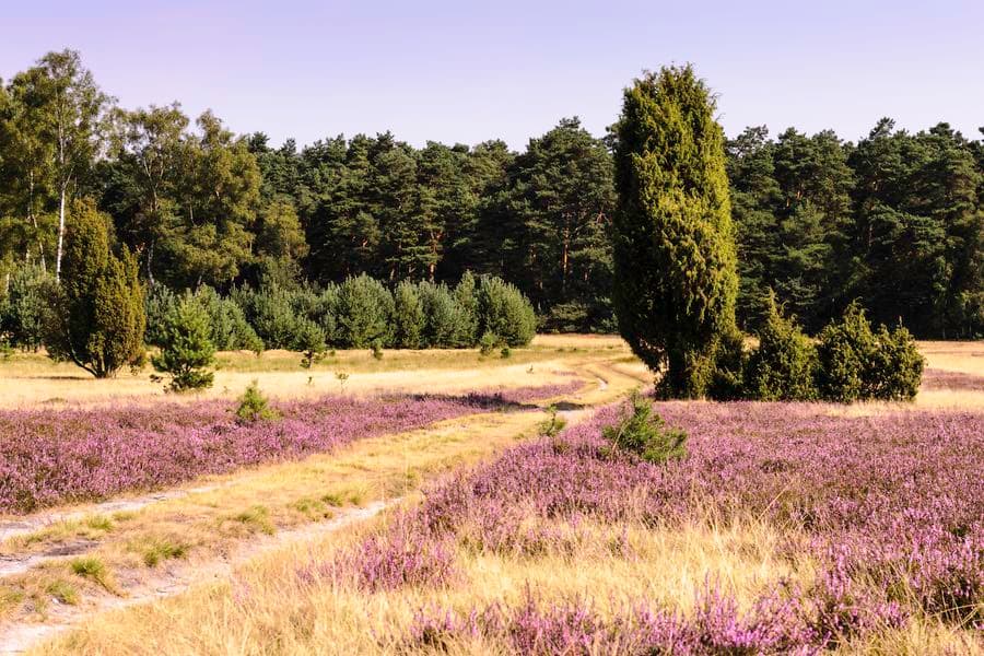 Naturerlebnispfad Südheide zur HeideblüteSouth Heath nature trail for the heather blossomSouth Heath natursti til lyngens blomstringSouth Heath natuurpad voor de heidebloesem