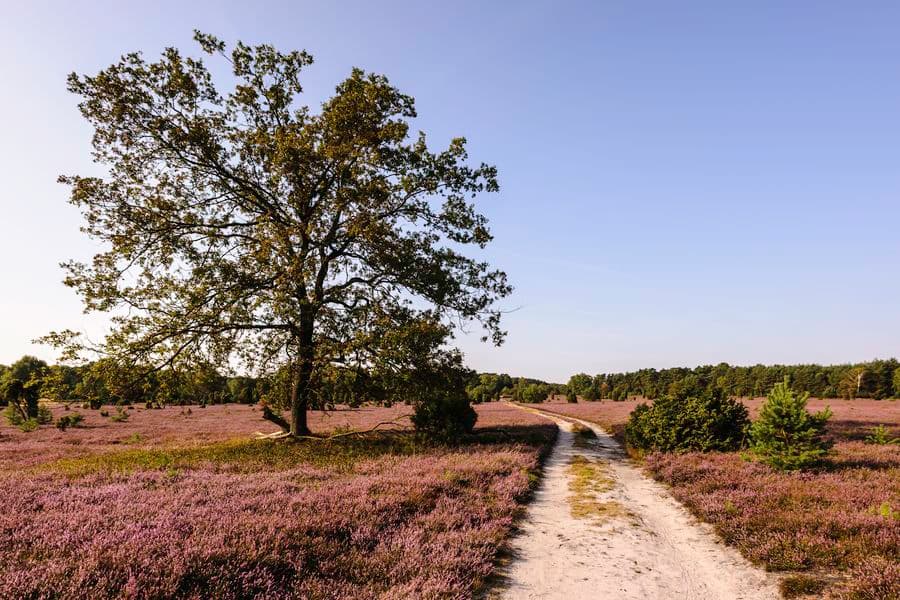 Naturerlebnispfad Südheide zur HeideblüteSouth Heath nature trail for the heather blossomSouth Heath natursti til lyngens blomstringSouth Heath natuurpad voor de heidebloesem