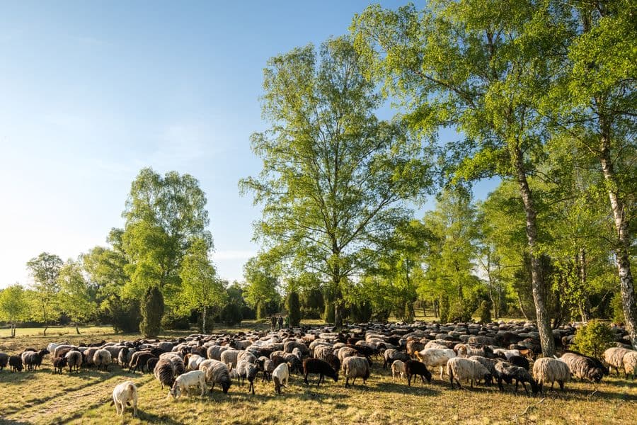 Heidschnucken am Naturerlebnispfad SüdheideHeidschnucken on the Südheide nature trailHeidschnucken på naturstien SüdheideHeidschnucken op het natuurpad Südheide