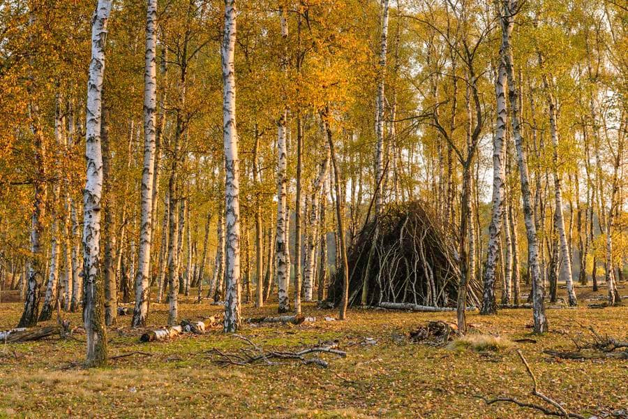 Herbststimmung am Naturerlebnispfad SüdheideAutumn atmosphere on the Südheide nature trailEfterårsstemning på naturstien SüdheideHerfstsfeer op het natuurpad Südheide