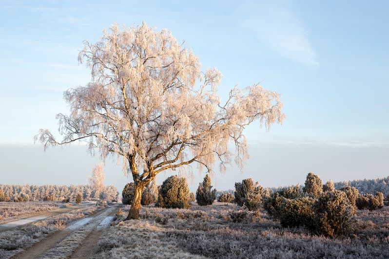 Wanderweg, schnee, baum, winter