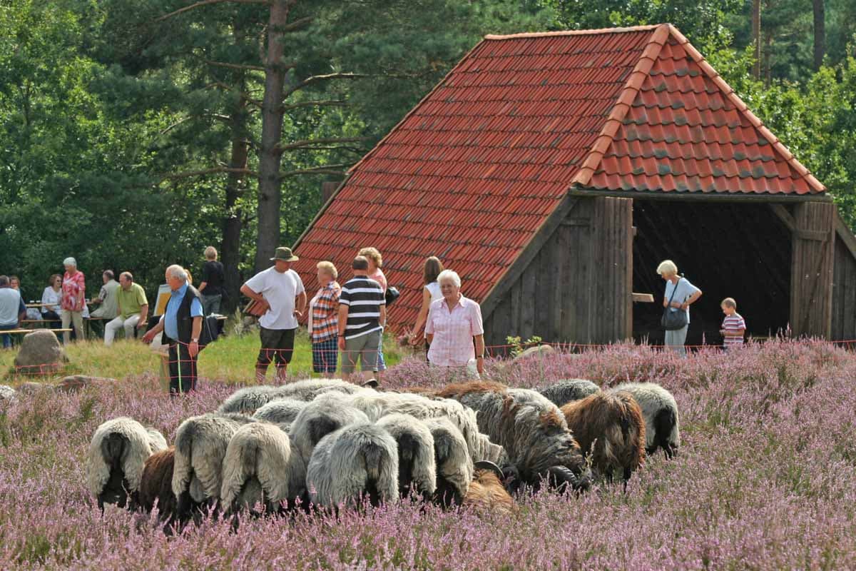 Schafstall in der Bodenteicher Heide