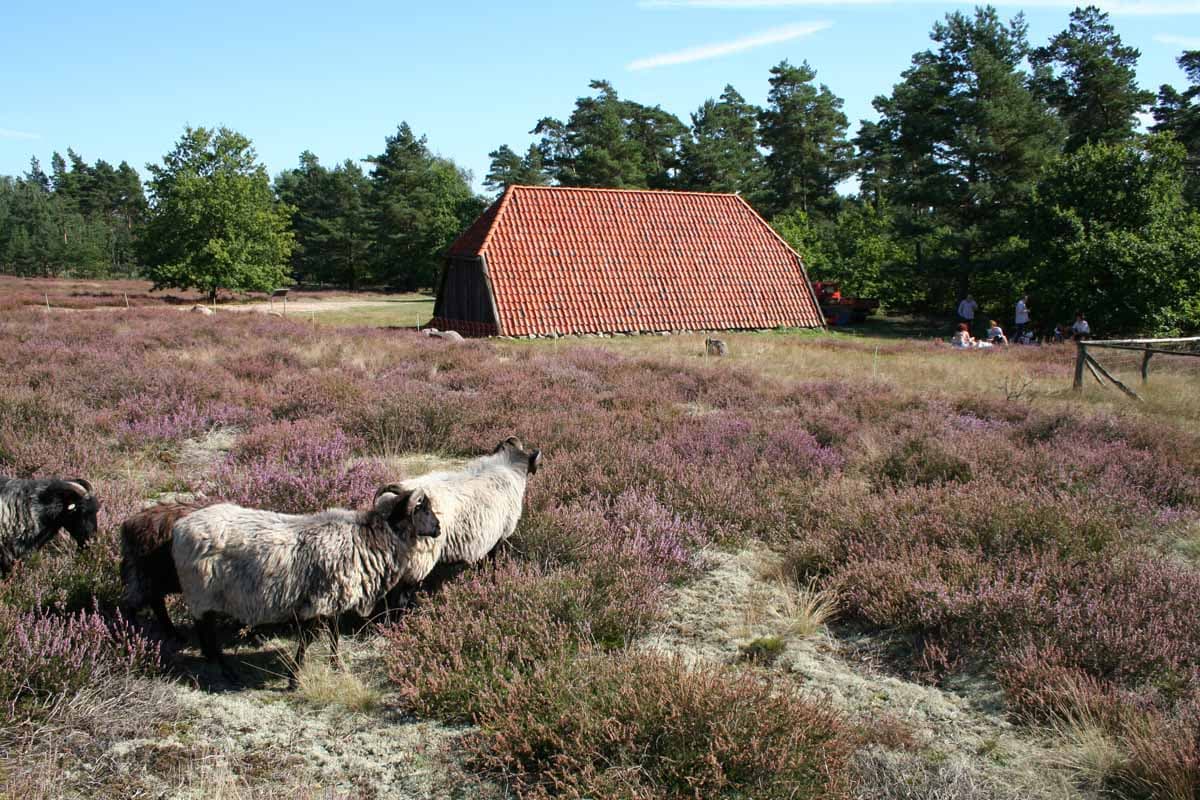 Bodenteicher Heide
