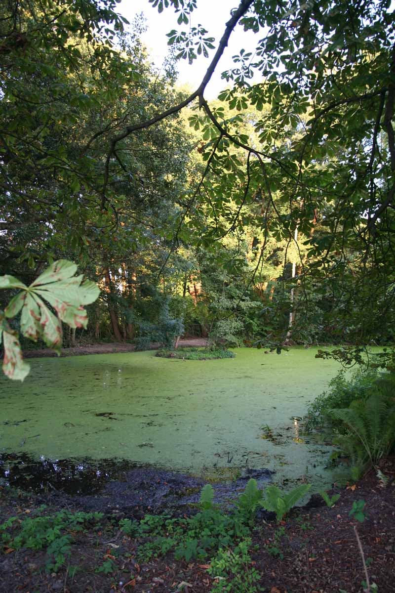 Renaturierter Dorfteich in Wieren