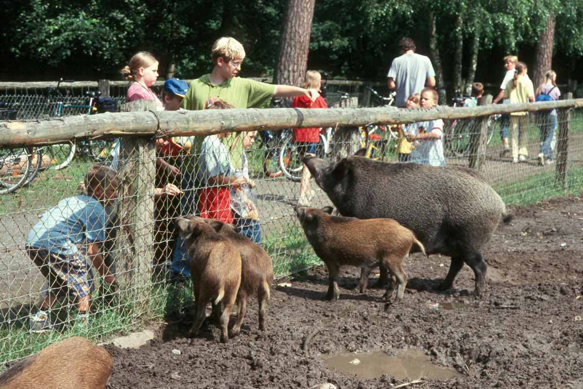 Das Wildgatter im Uelzener Stadtwald ist ein beliebtes Ausflugsziel für Familien