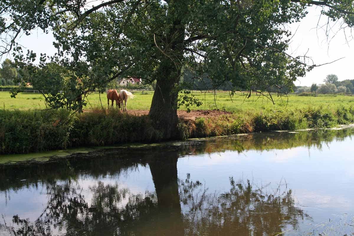 Die Ilmenau in Wichmannsburg bei Bienenbüttel