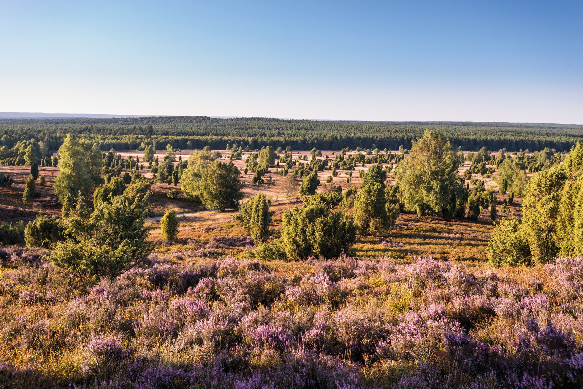 Blick vom Wilseder Berg Lüneburger Heide Wandern Wanderweg